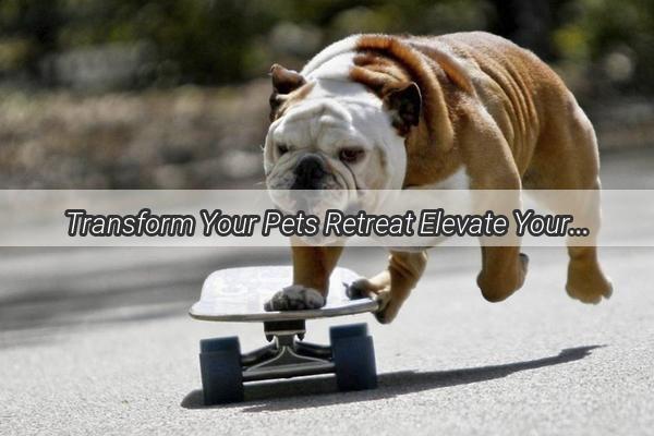 Transform Your Pets Retreat Elevate Your Dogs Hanging Bucket with Stylish Care Tips